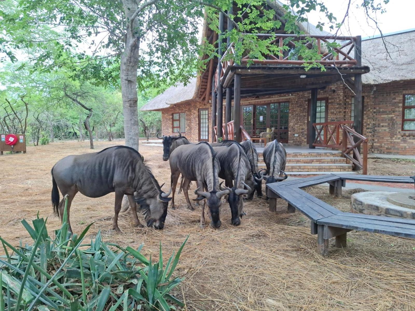 Kruger Riverside Lodge - No Load-Shedding Марлот Парк Екстериор снимка