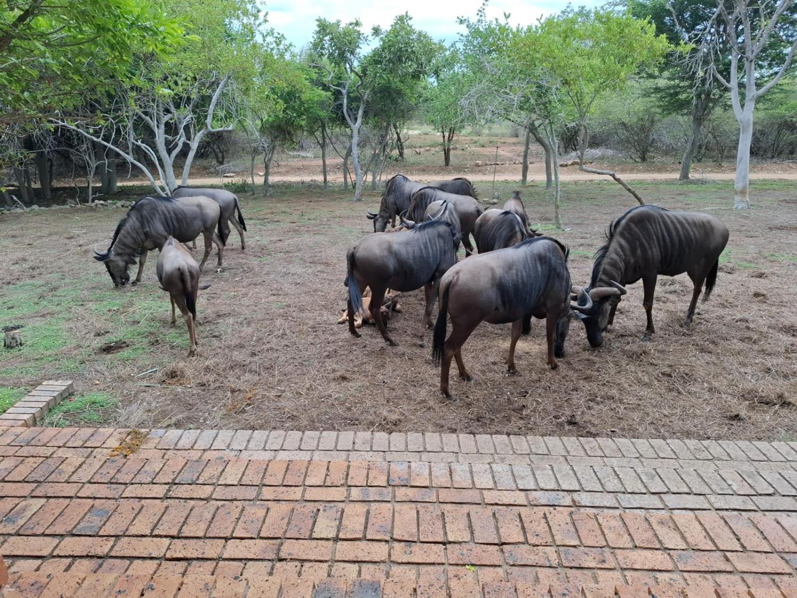 Kruger Riverside Lodge - No Load-Shedding Марлот Парк Екстериор снимка