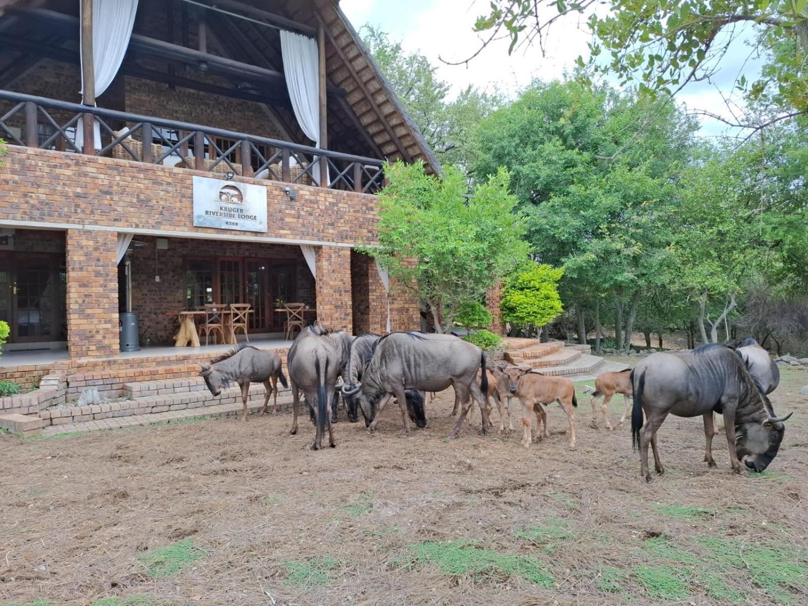 Kruger Riverside Lodge - No Load-Shedding Марлот Парк Екстериор снимка