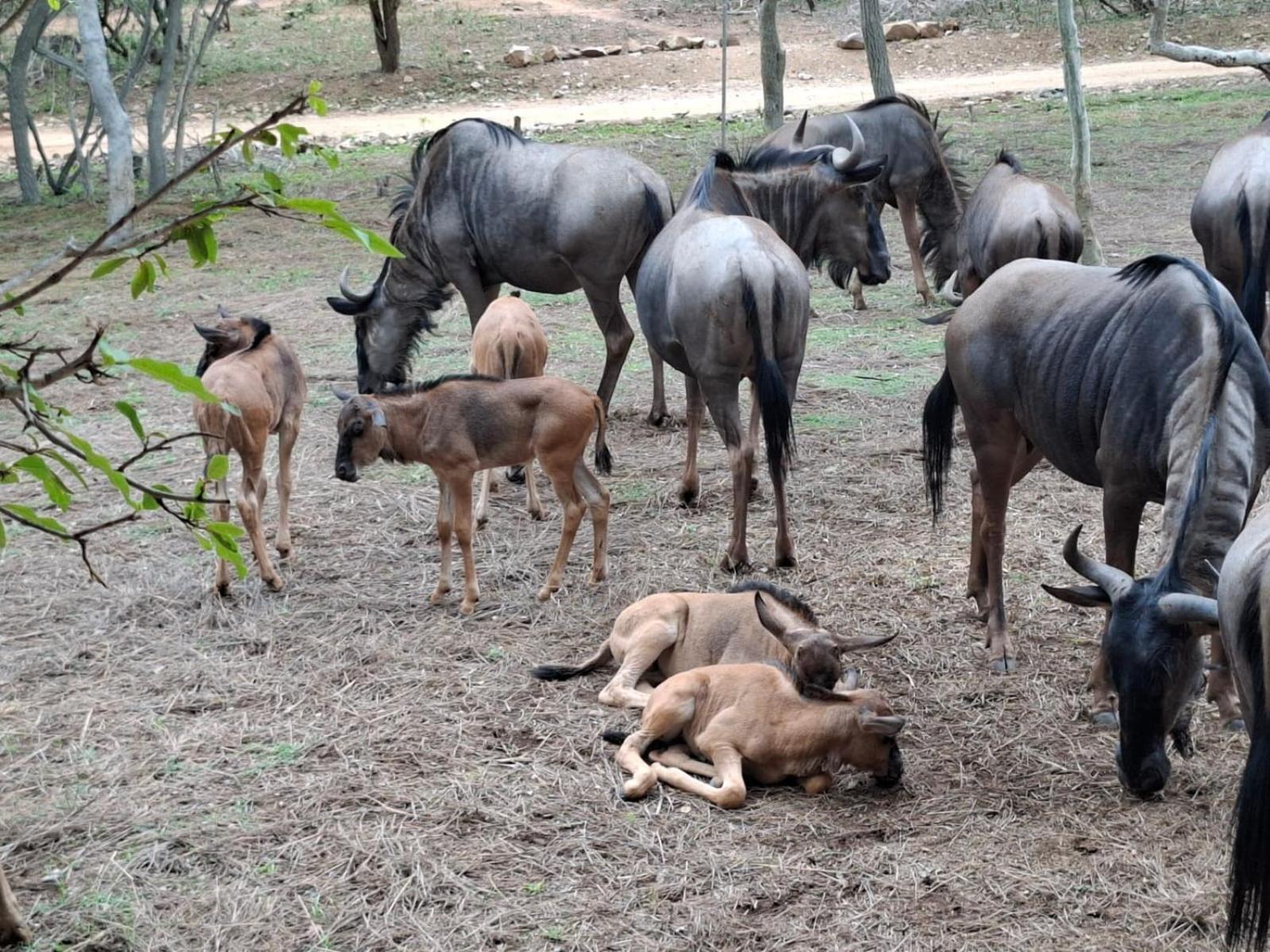 Kruger Riverside Lodge - No Load-Shedding Марлот Парк Екстериор снимка