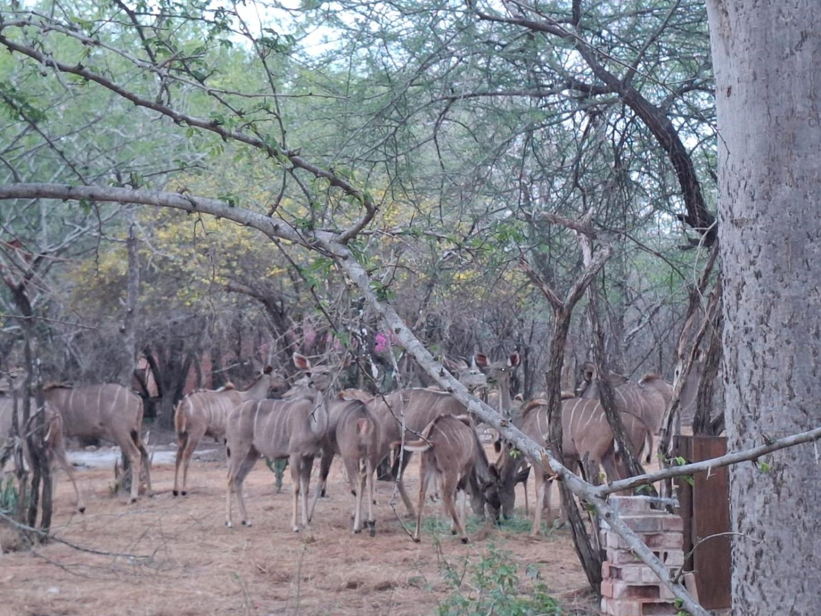 Kruger Riverside Lodge - No Load-Shedding Марлот Парк Екстериор снимка